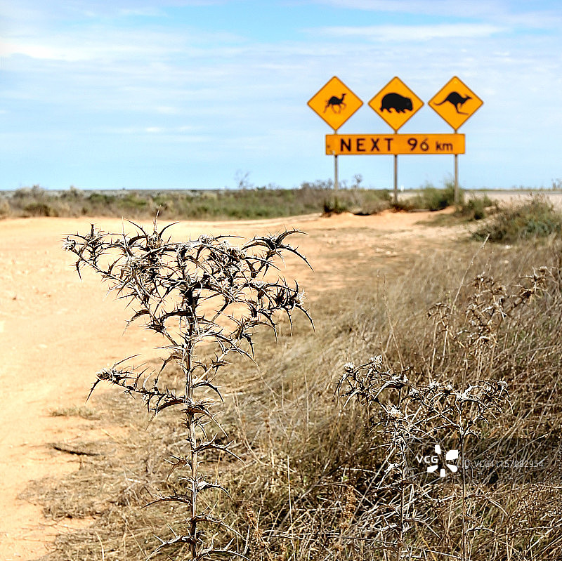 骆驼、袋熊和袋鼠图片素材