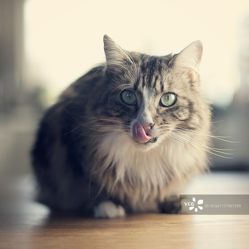 猫咪吐舌头肖像图片素材