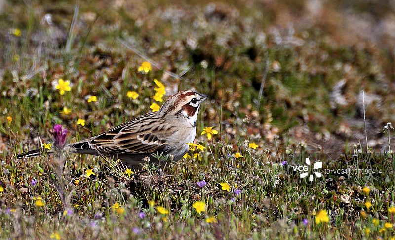 桌山生态保护区的歌带鹀图片素材