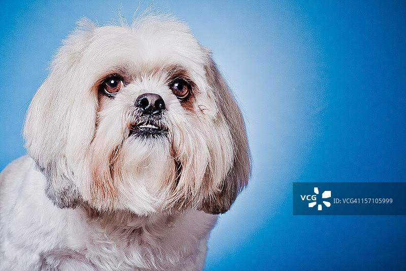 西施犬肖像图片素材