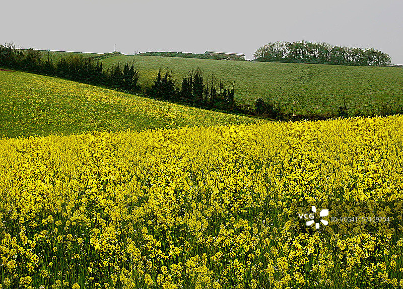 令人愉悦的喷嚏图片素材