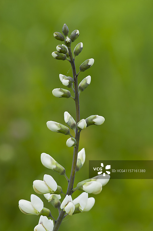 草原假蓝靛图片素材