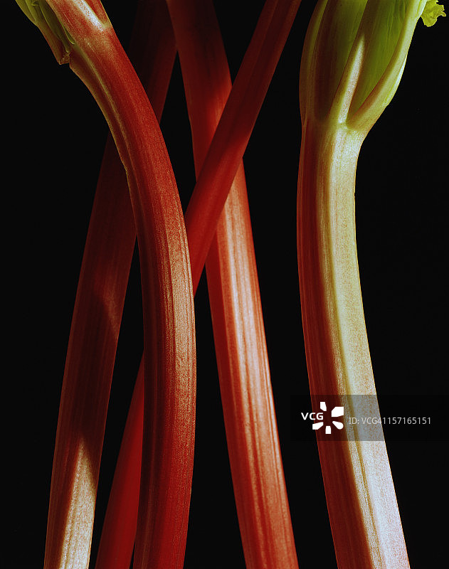 大黄茎图片素材