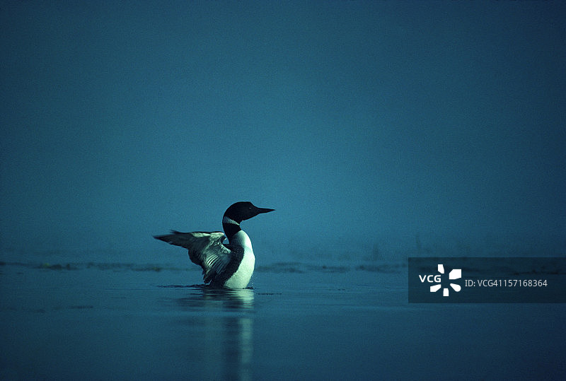 晨雾中的普通潜鸟图片素材