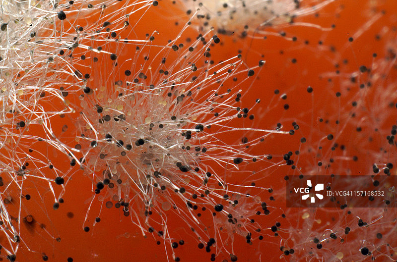 番茄真菌3图片素材