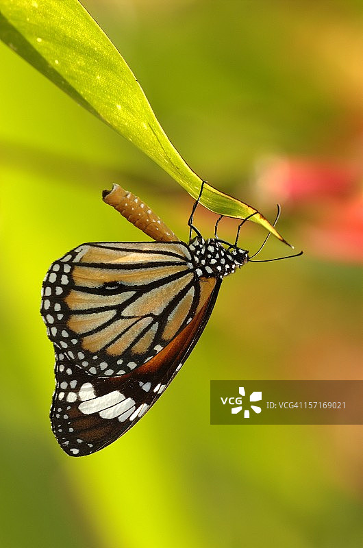 新加坡雄性虎斑蝶图片素材