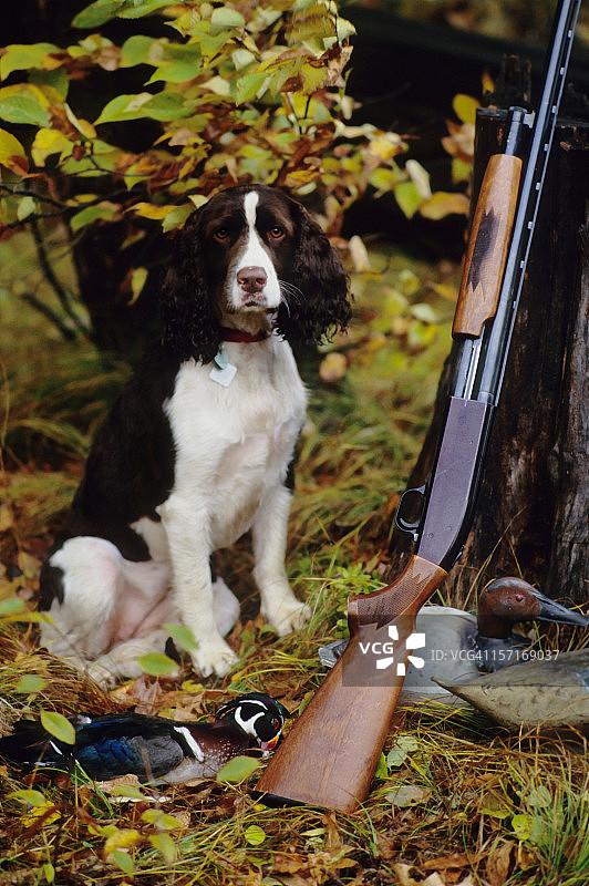 英国激飞猎犬狩猎肖像图片素材