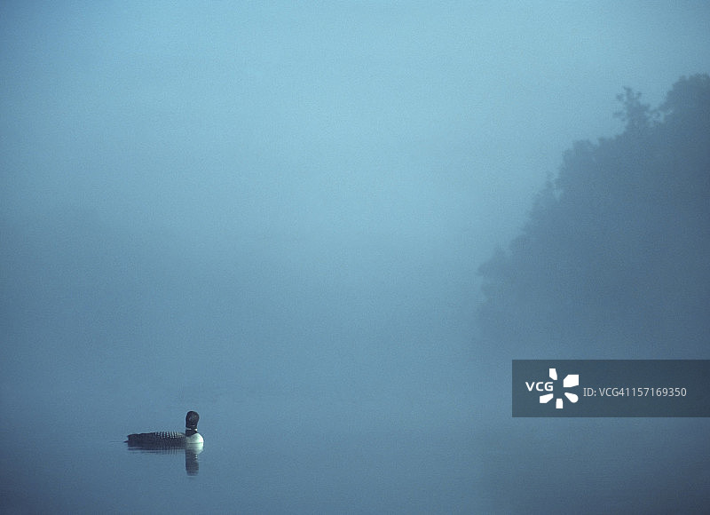 寻找潜鸟图片素材