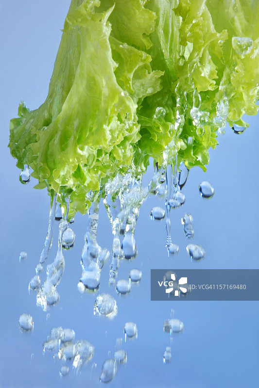 清洗生菜图片素材