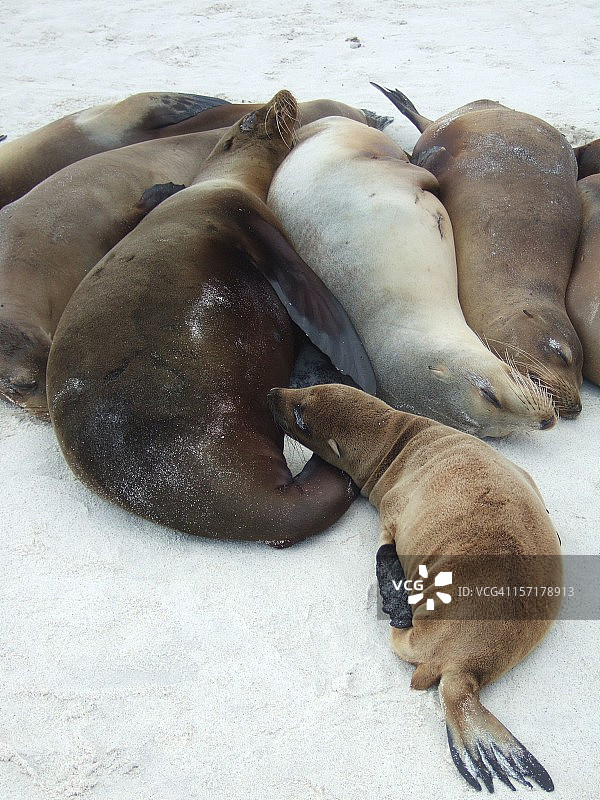 加拉帕戈斯海狮图片素材