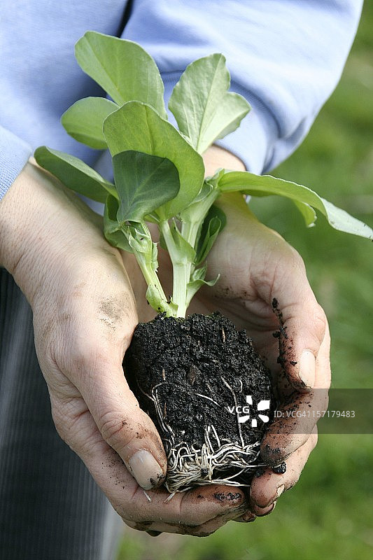 绿色背景中被温柔握住的蚕豆植株图片素材