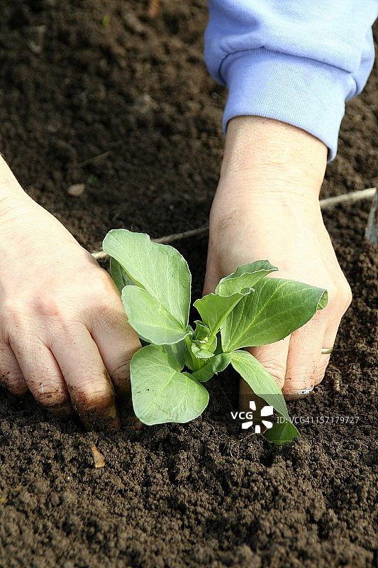 种植蚕豆 - 压实，人像图片素材