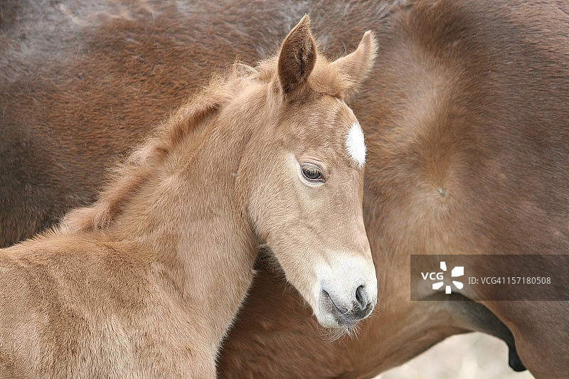 新森林小马驹依偎在妈妈身边图片素材
