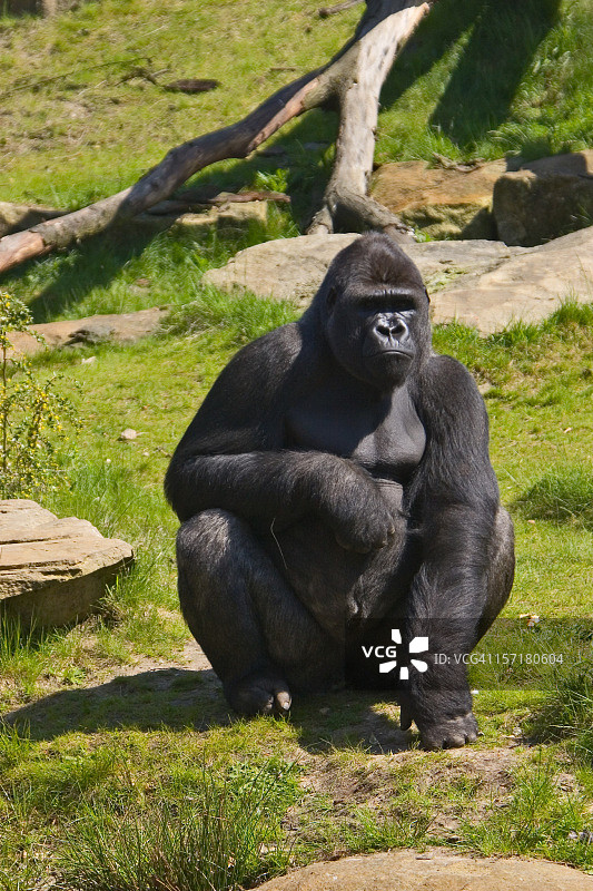 西部低地大猩猩图片素材