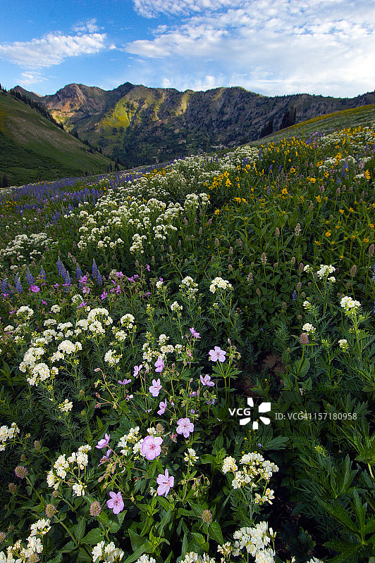 阿尔比恩盆地的夏天图片素材