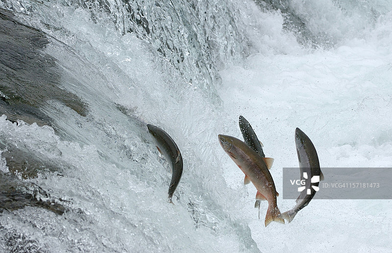 跳跃的鲑鱼图片素材
