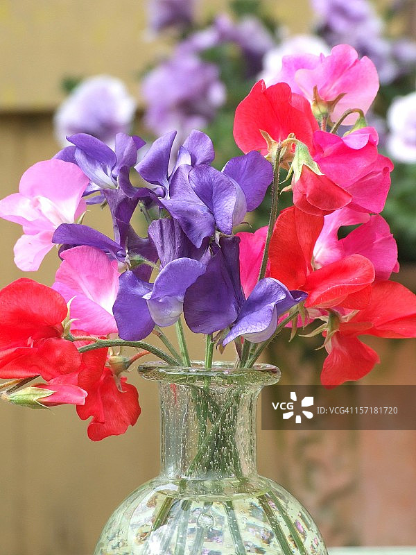 今年的第一批甜豌豆图片素材