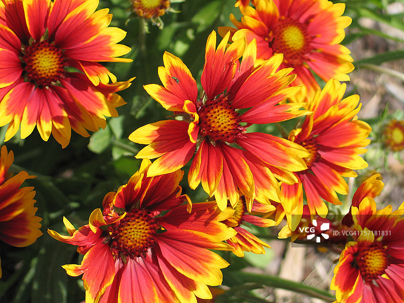 花毛茛花朵图片素材