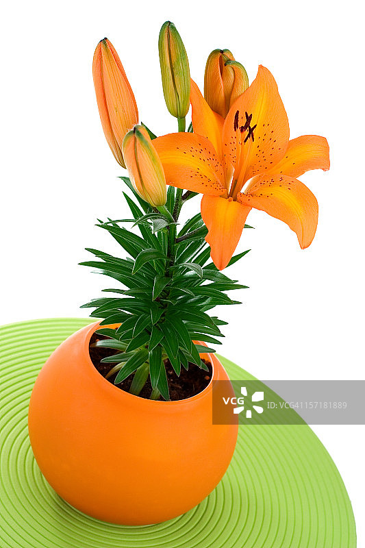 时尚小莉莉图片素材