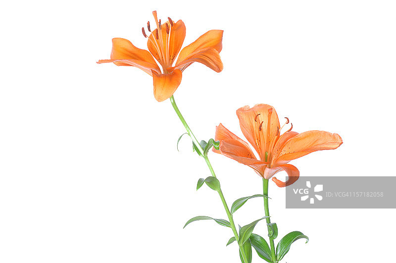 虎百合图片素材