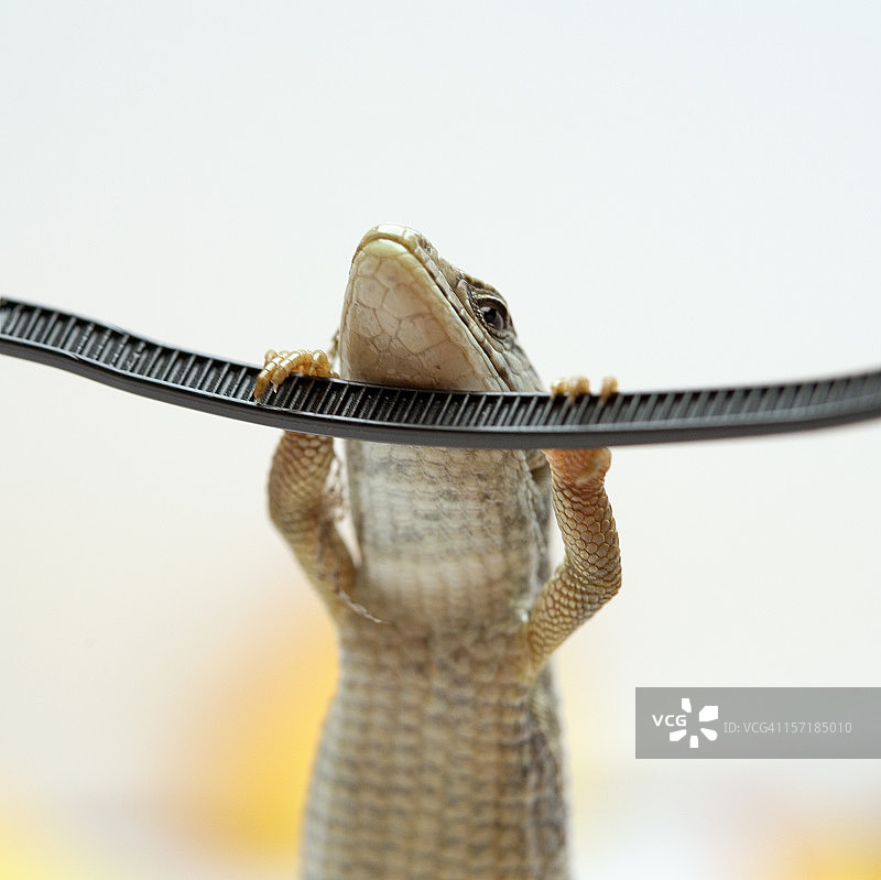 年轻的蜥蜴做引体向上锻炼图片素材