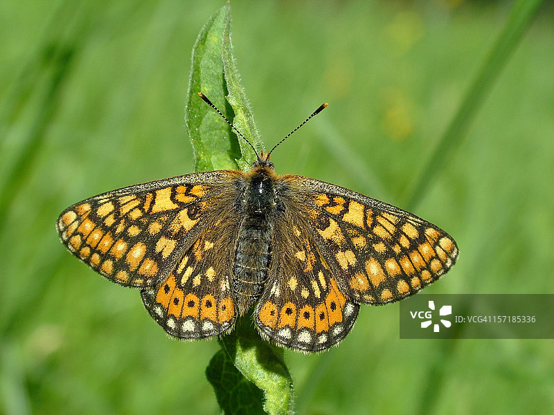 蝴蝶沼泽贝母图片素材