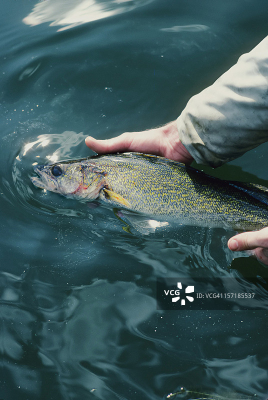 捕捞与放生图片素材