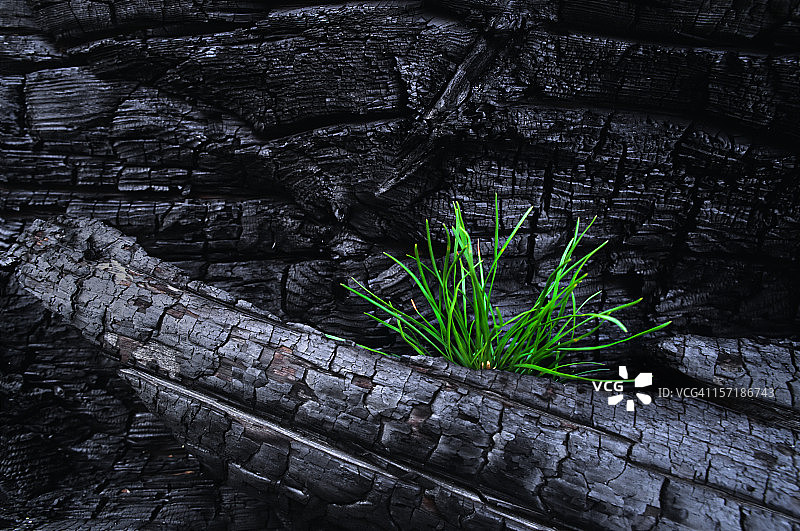 灾后新生景象图片素材