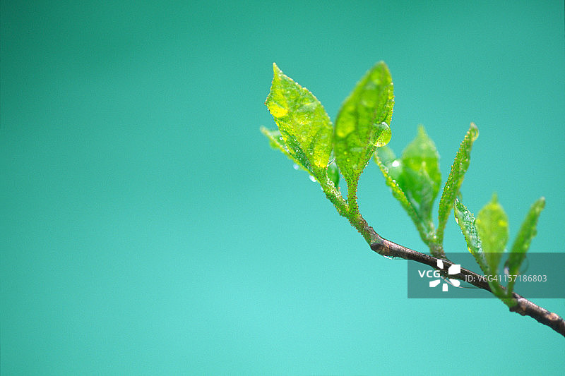 带着水滴的嫩叶图片素材