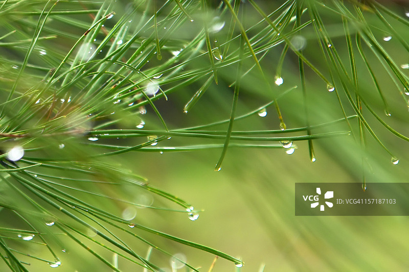 松针露珠细节抽象图图片素材