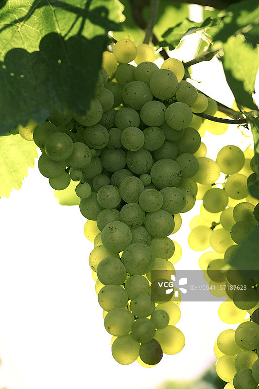 沐浴阳光的白色葡萄图片素材