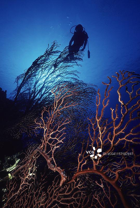 海扇幻想图片素材