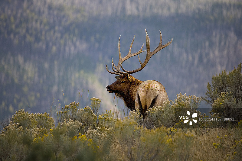 风景背景中的巨大麋鹿图片素材