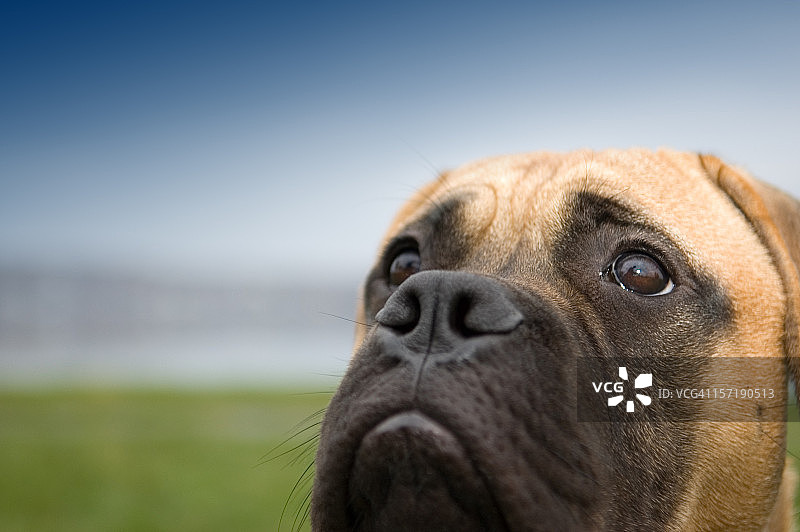 小狗般的眼神图片素材