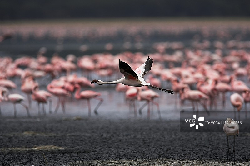 飞行中的火烈鸟图片素材