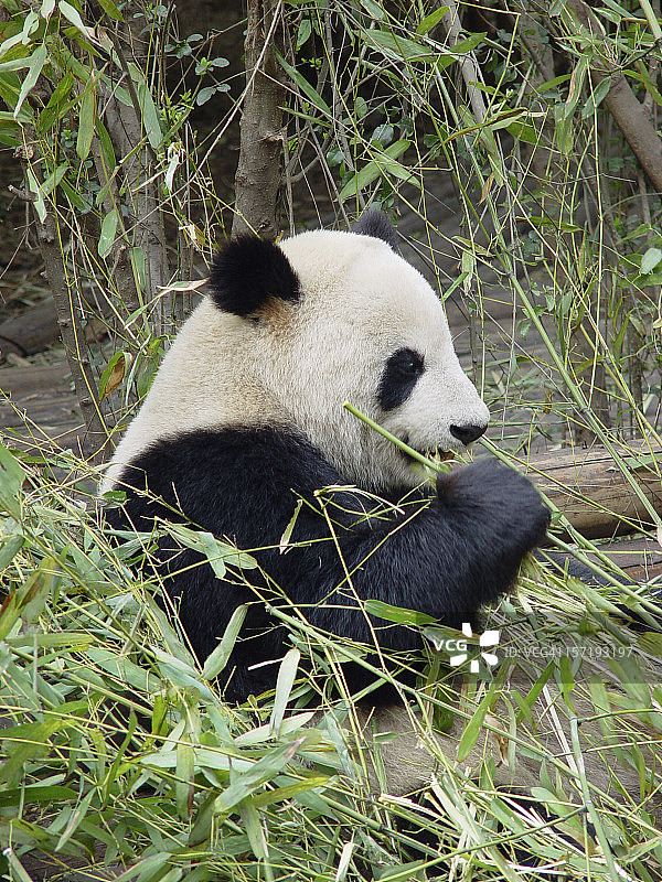 大熊猫图片素材