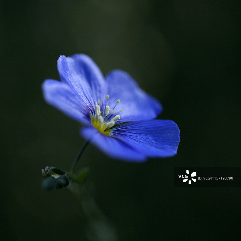绚丽的蓝色亚麻花图片素材