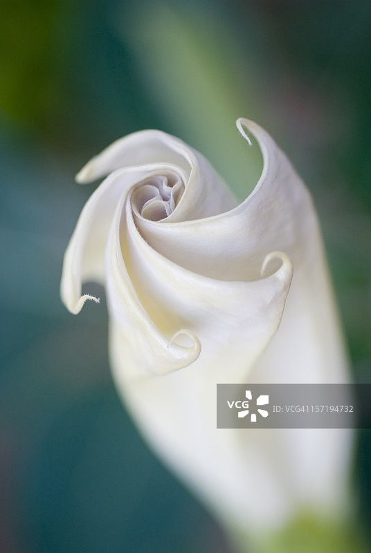 月光花图片素材