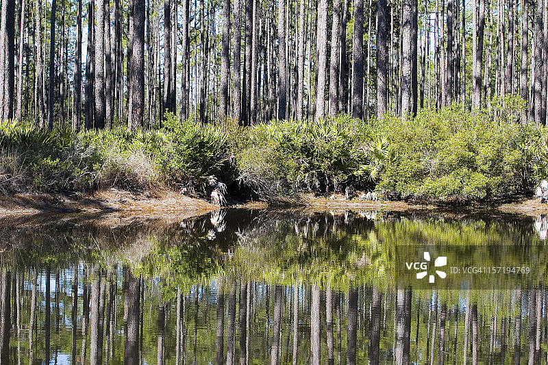 奥基弗诺基沼泽图片素材