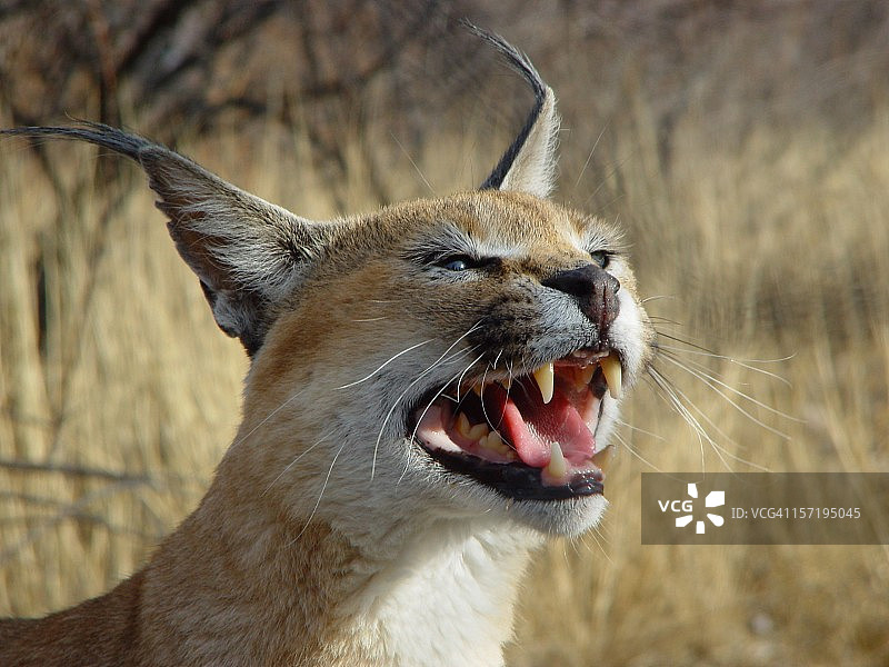 非洲纳米比亚荒漠狞猫图片素材