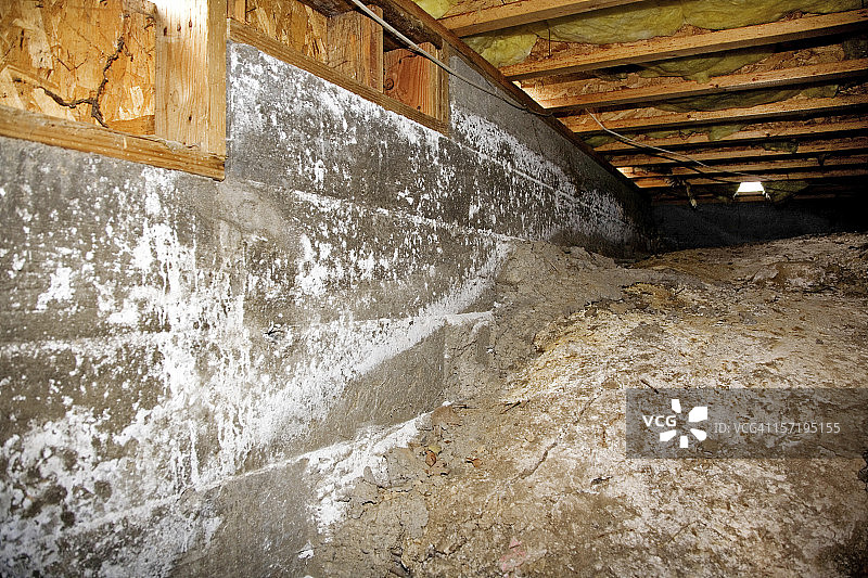 爬行空间霉菌侧面图片素材