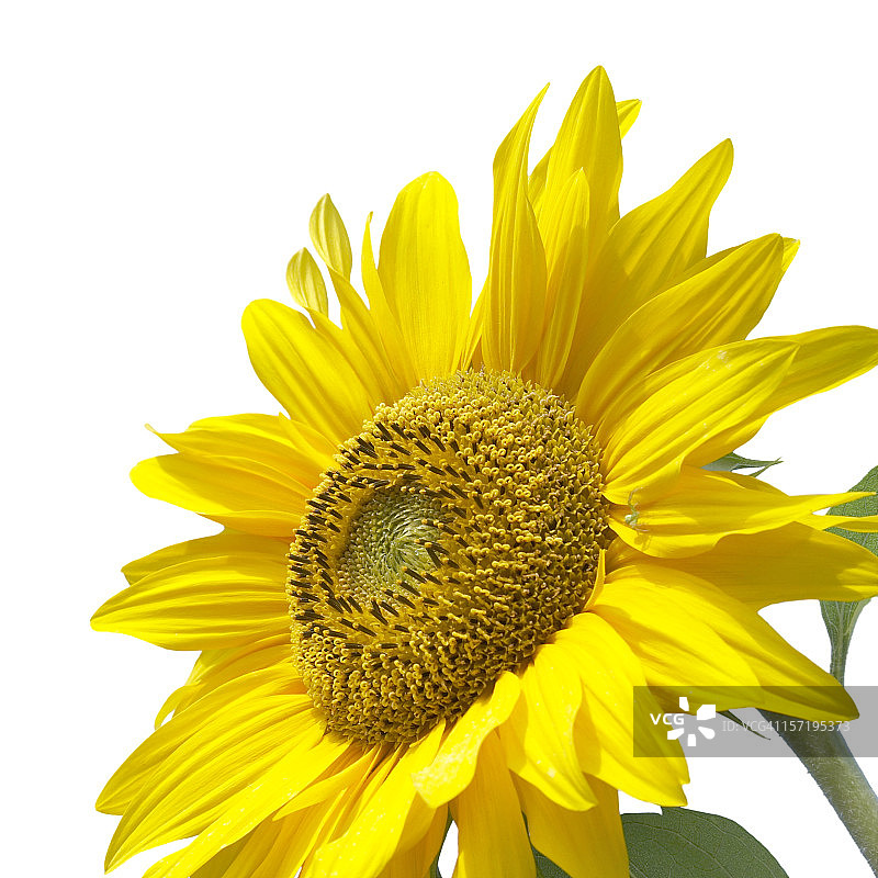 白色背景中美丽的向日葵图片素材