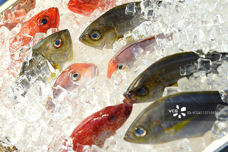 市场上冰镇展示的新鲜鱼图片素材