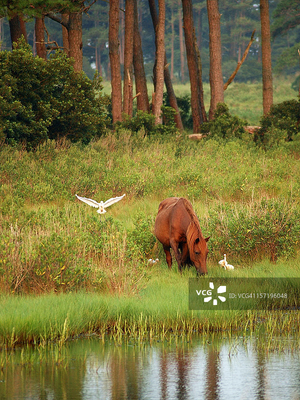 野马与飞翔的白鹭图片素材