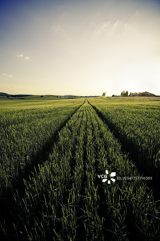 夏日田野图片素材