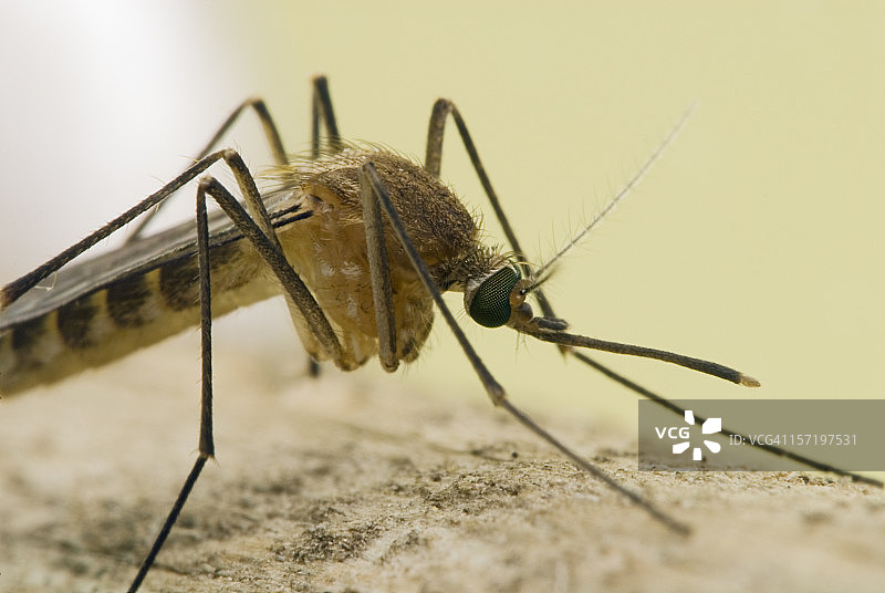 蚊子侧视图特写2图片素材