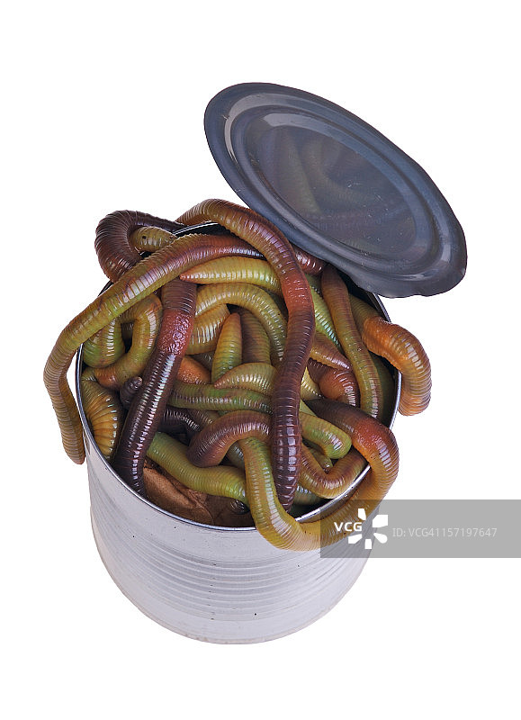 一罐蠕虫图片素材