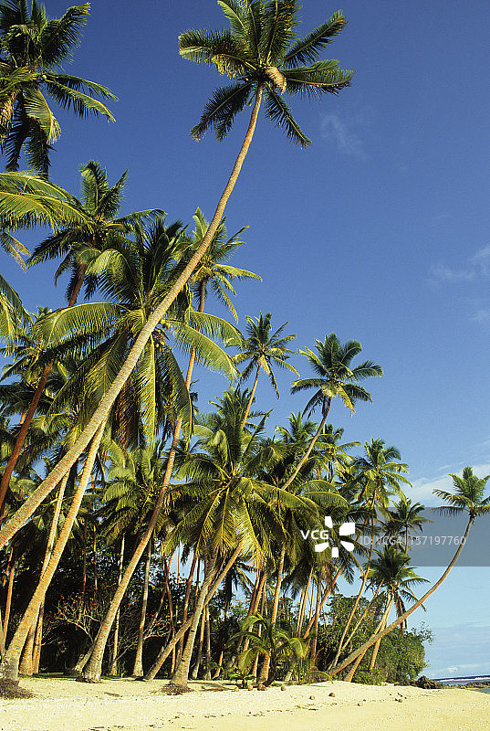 绿意盎然的棕榈海滩图片素材