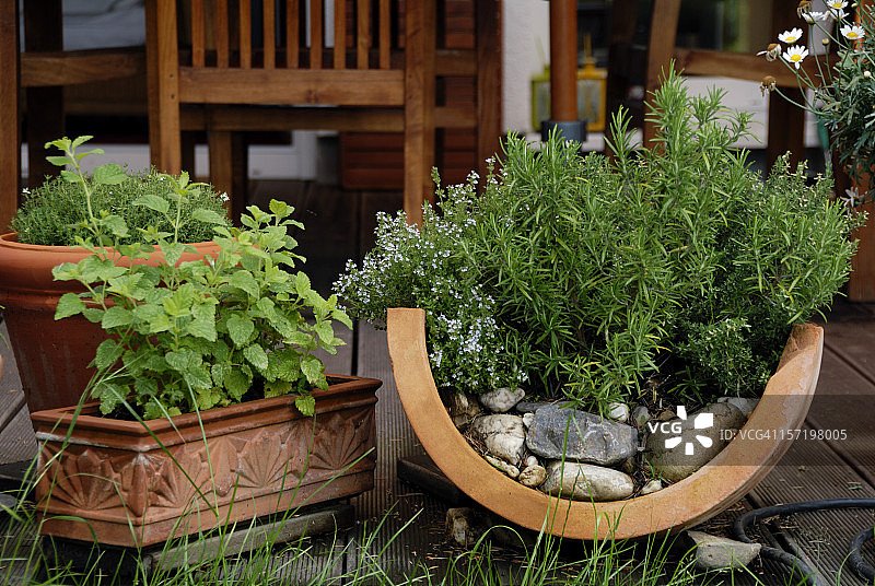 露台上的草药图片素材