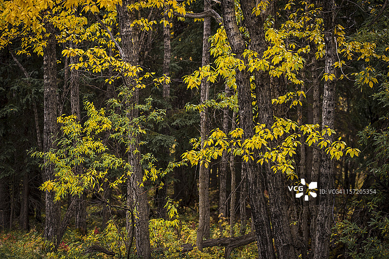 阿拉斯加黑三角杨图片素材
